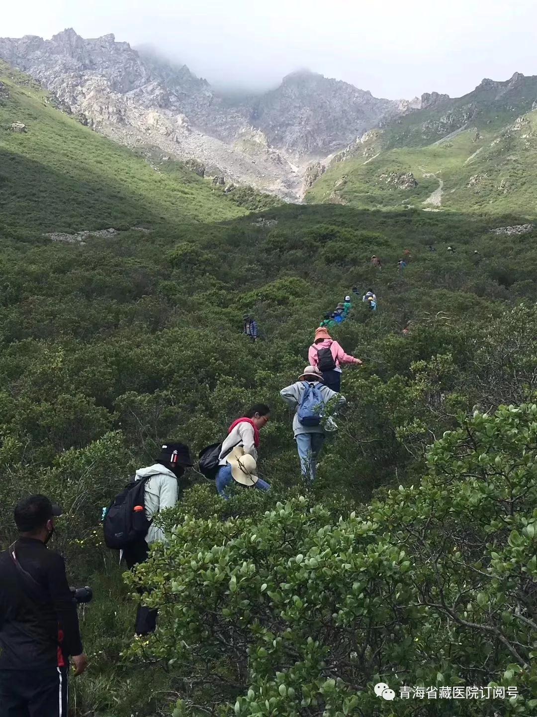 青海省藏医院2019年度藏医药专业技术人员藏药材野外实践教学活动在湟中群加举行(图2)