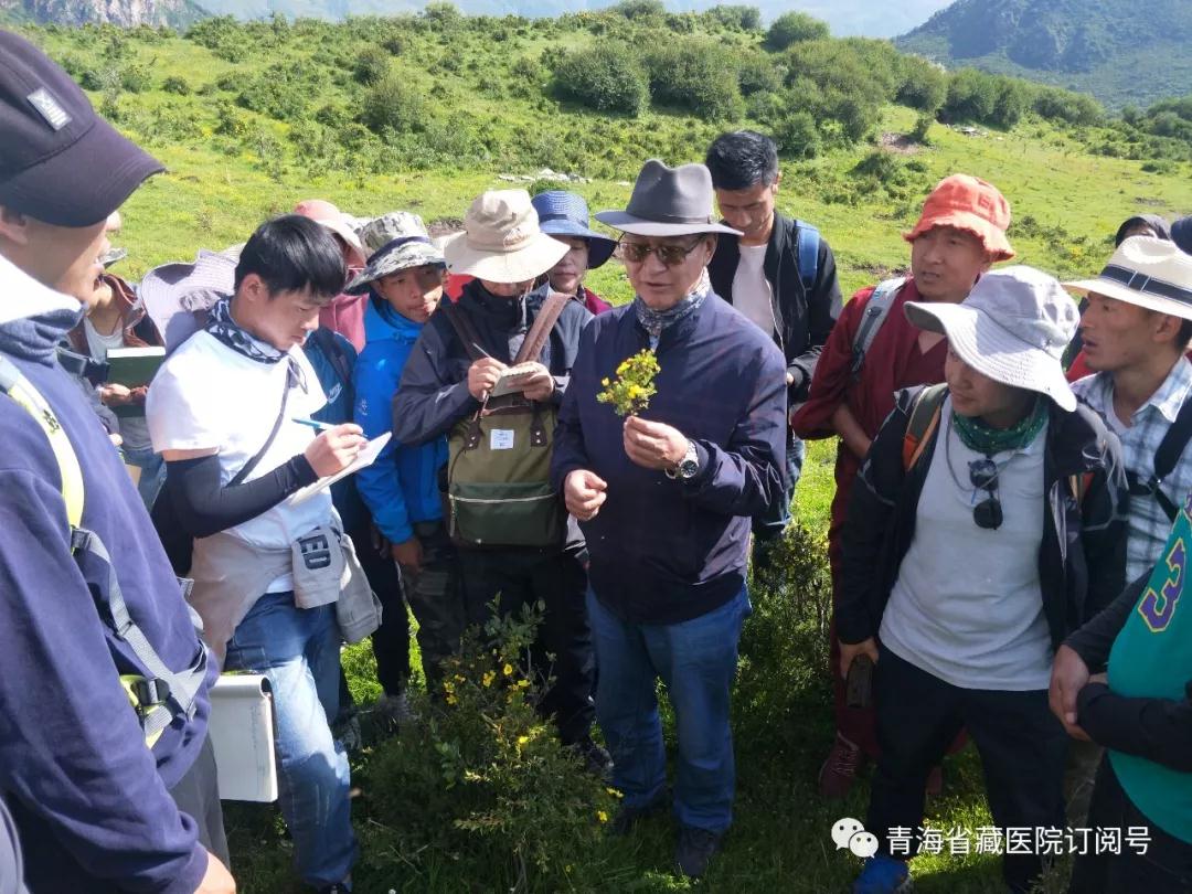 青海省藏医院2019年度藏医药专业技术人员藏药材野外实践教学活动在湟中群加举行(图4)